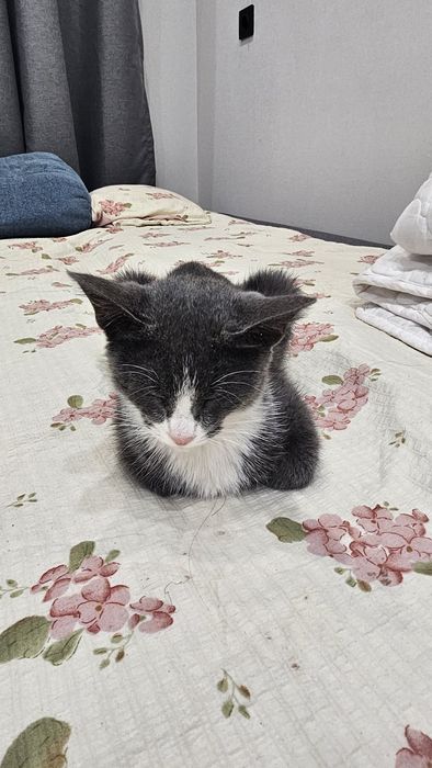 Котенок в добрые руки