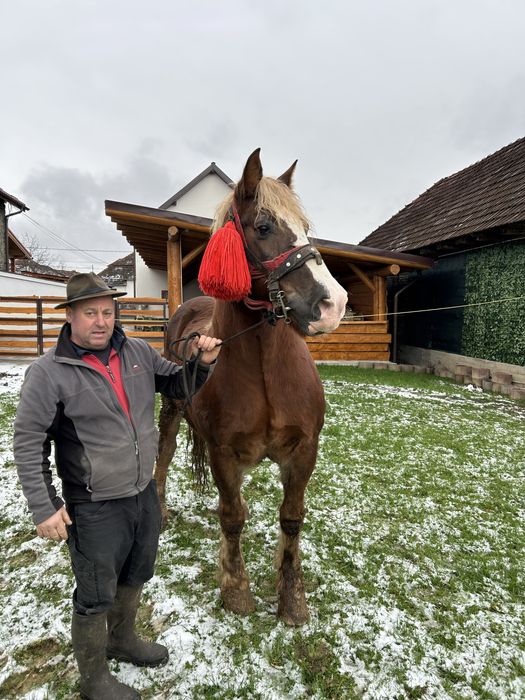 De vanzare cal cuminte