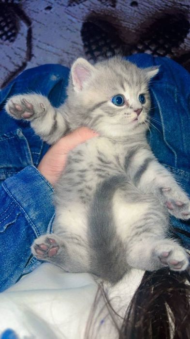 Продаю котенка британ мальчик