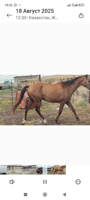 Кол тума кунан 2 жасар