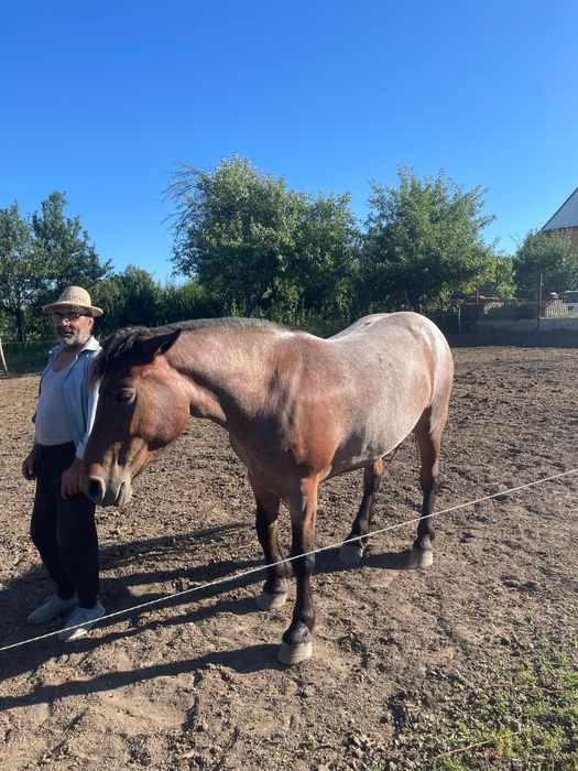 Cai de vanzare varsta 2 ani