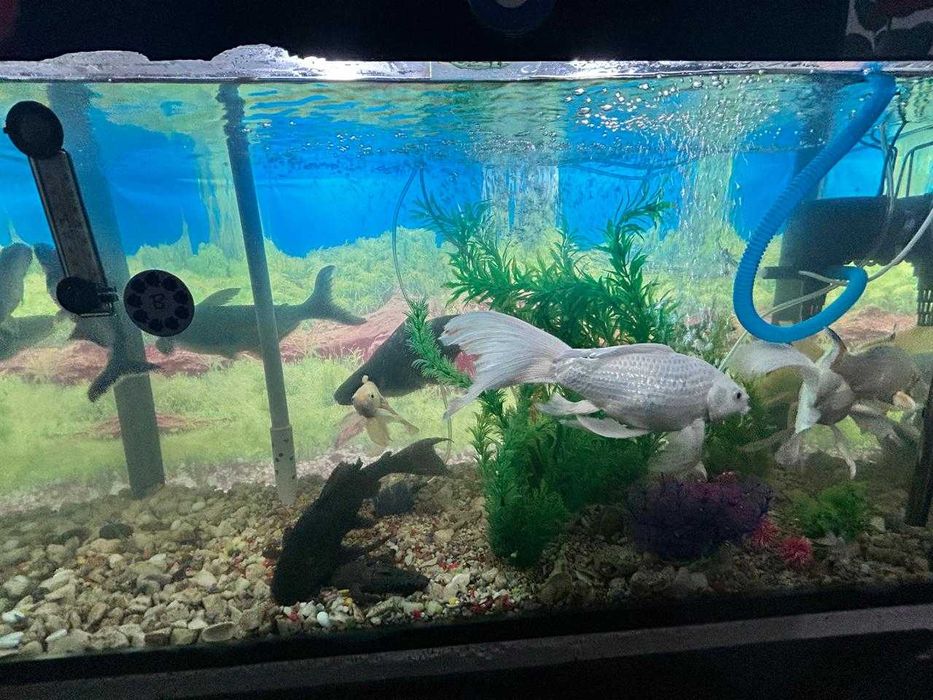 Аквариум 250 литр