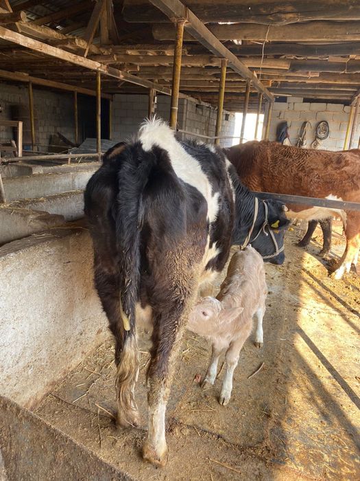 Бұзаулы сиыр сатылады