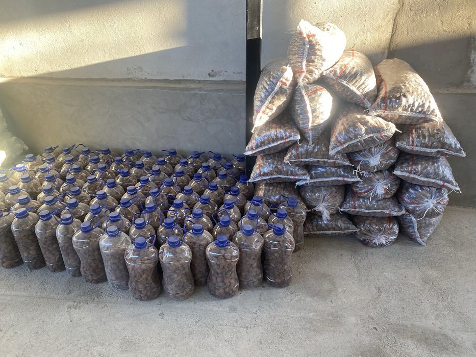 Орик ташкентский