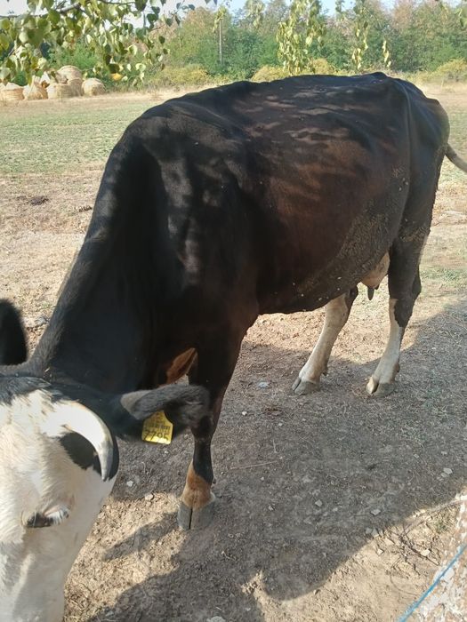 De vânzare vaca tânără și  bună de lapte
