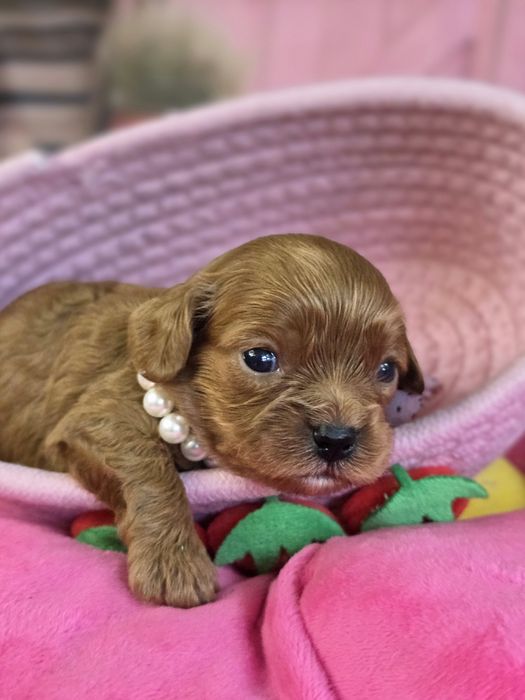 Кавапу F1/ Cavapoo F1 момичета, ветеринарен контрол и грижа от първия ден