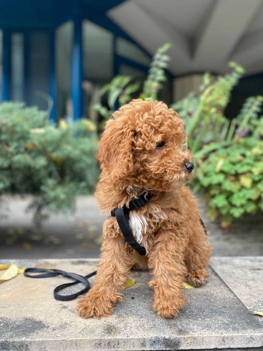 Кавапу -  пудели