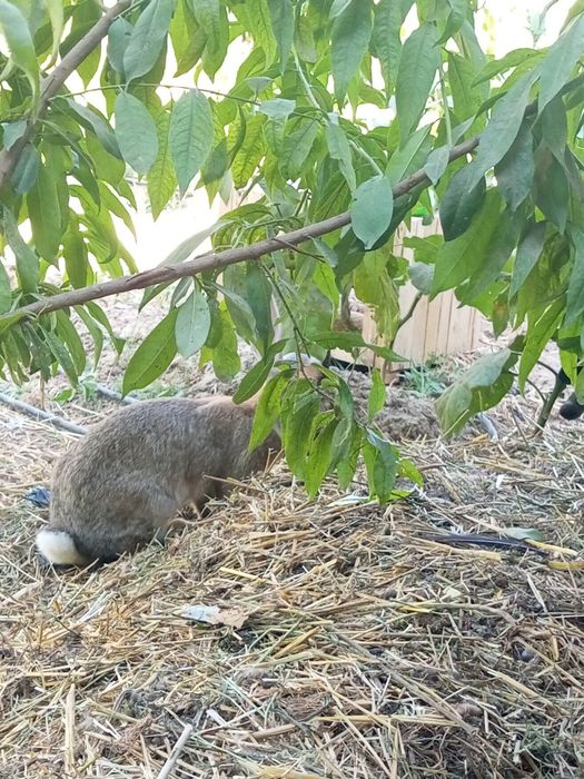 Velikan quyon 1 yosh