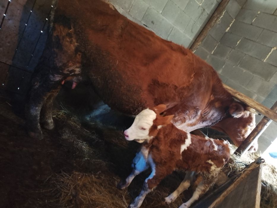 Bălțată românească