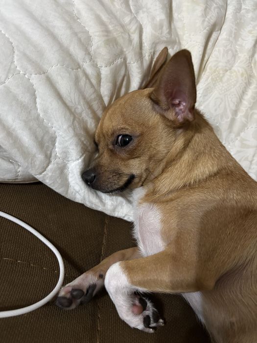 Чихуахуа 11,5 месяцев! Девочка.