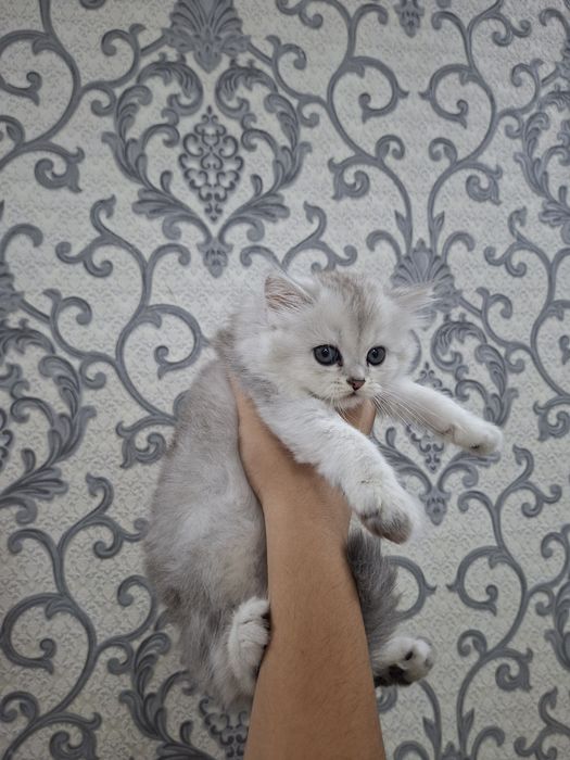 Zalatistaya shinshila  serebristaya shinshil murojat uchun