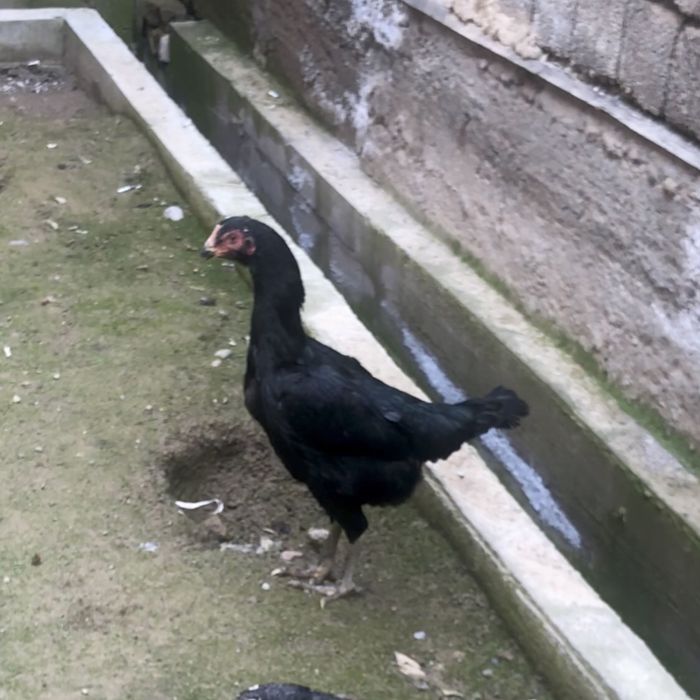 Shamo makiyon sotiladi