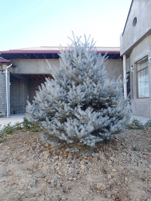Продаются голубая ель