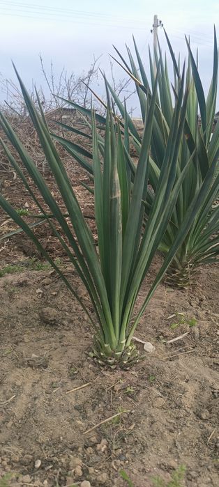 Продам  Юкку, плодовые деревья .