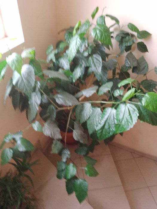 Продавам Китайска роза