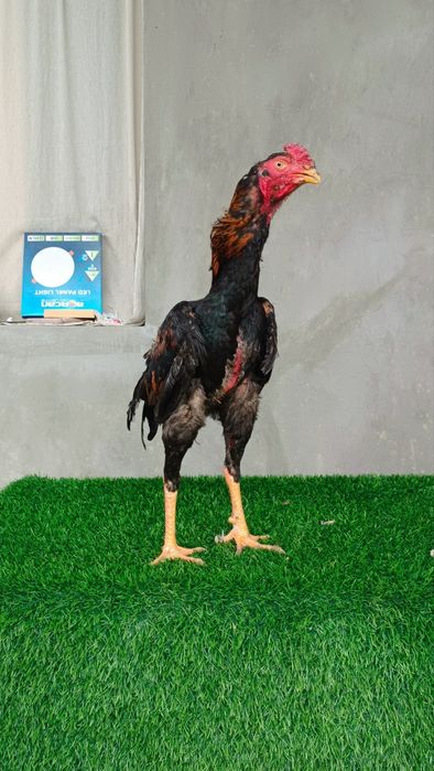 Dakan joja xoroz sotiladi