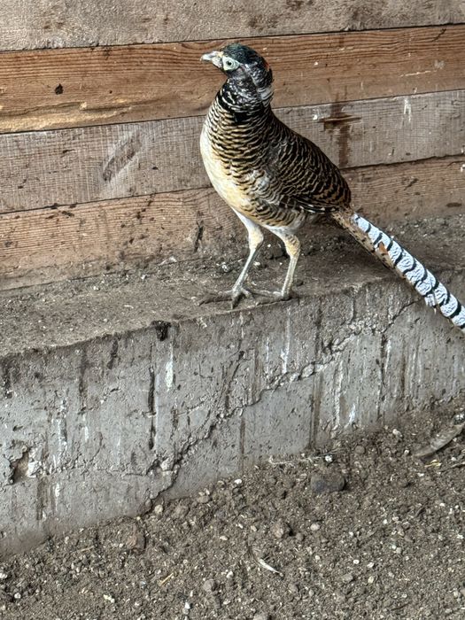 Продам Алмазный фазан