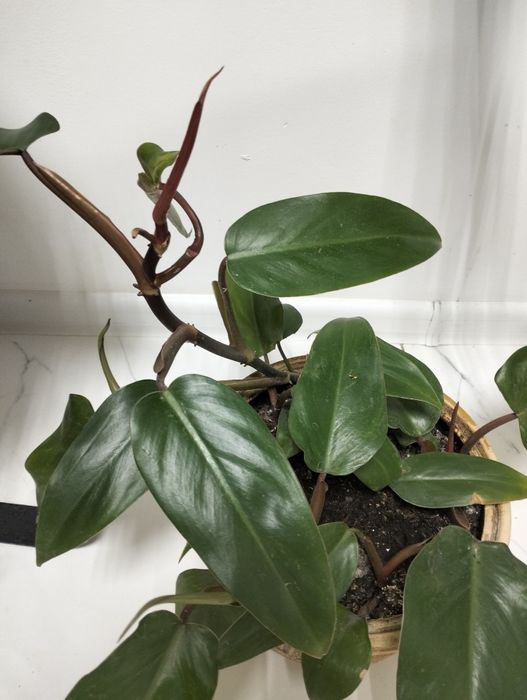 Комнатные растения.