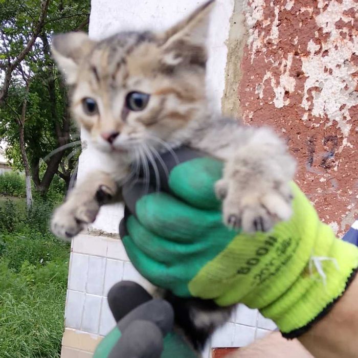 Подкинули котят. Ищем дом!