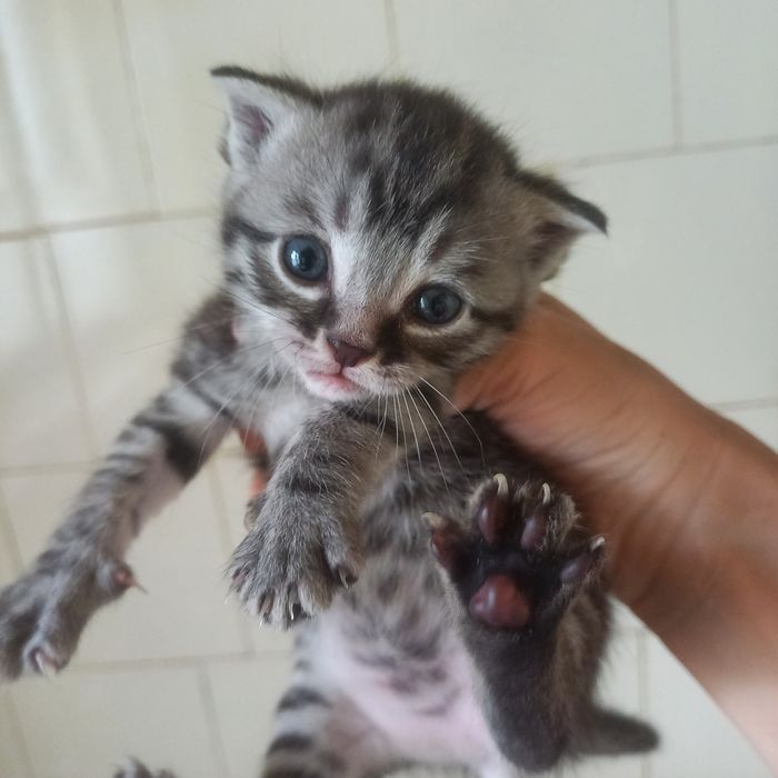Вислоухие котята 1 мес мальчики