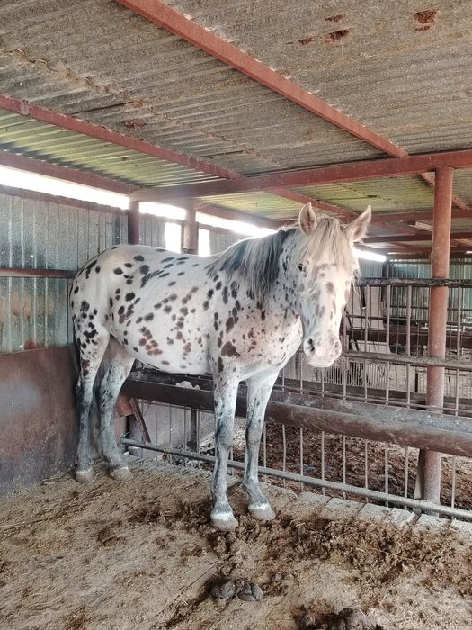 Продам Кобылу Шубар Бие