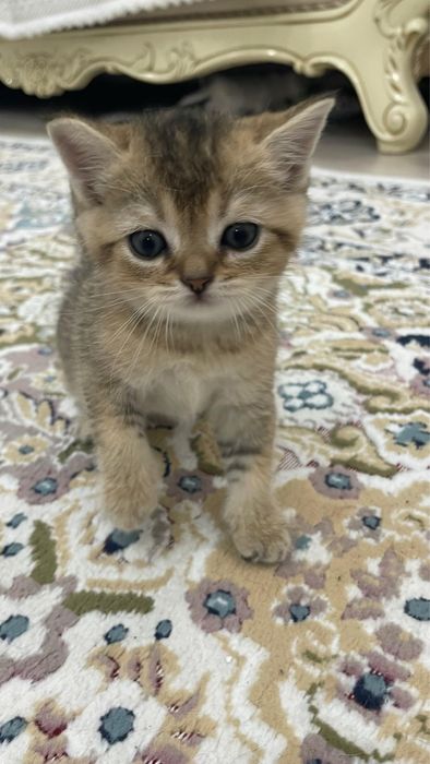 Шотландские пушистые шиншиллы