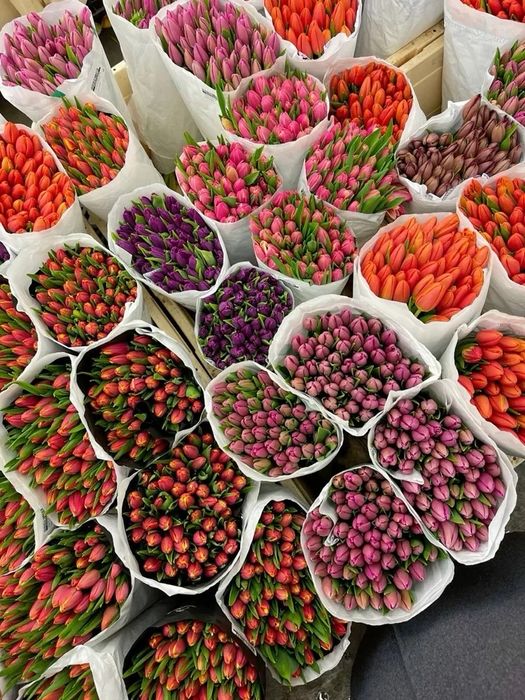 Тюльпаны Қызғалдақ гул цветы гүл