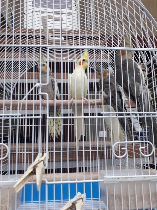 Papagali călugări,micul alex,ninfe,perusi și zebre australiene austral