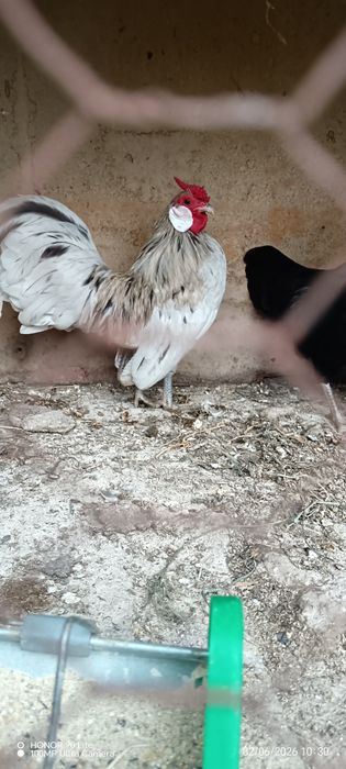 Продавам петле Розкомб