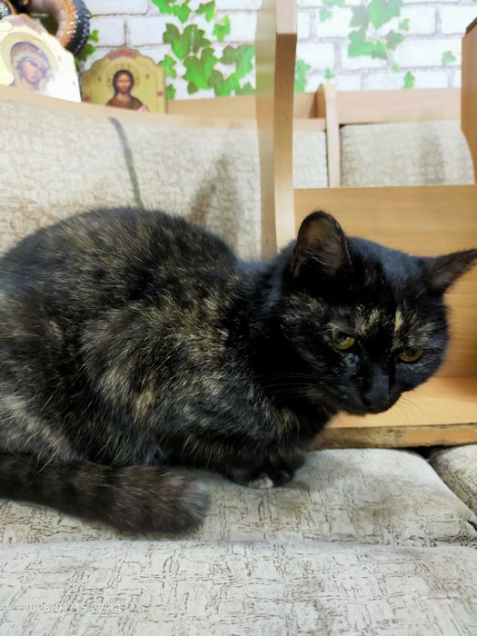 Срочно нужен дом