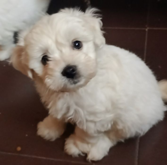 Bichon maltez talie mica