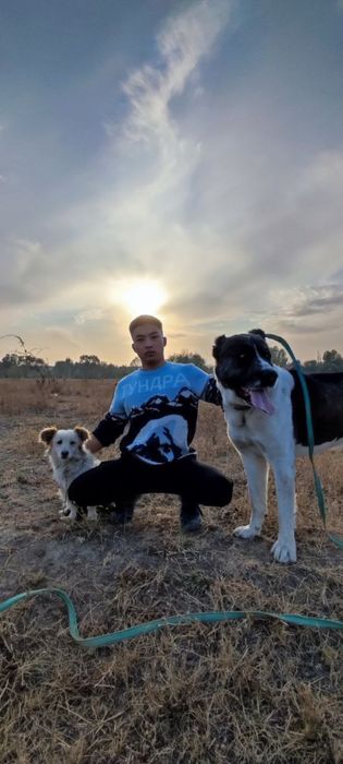 Алабай, Тобет на вязку