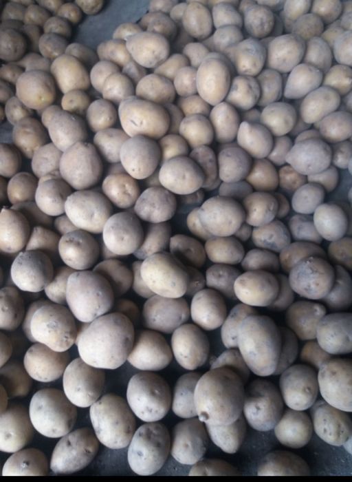 Картофель, картошка семена сорт Гала