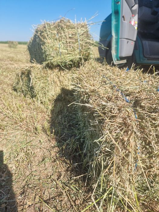 Baloti de lucerna trifoi
