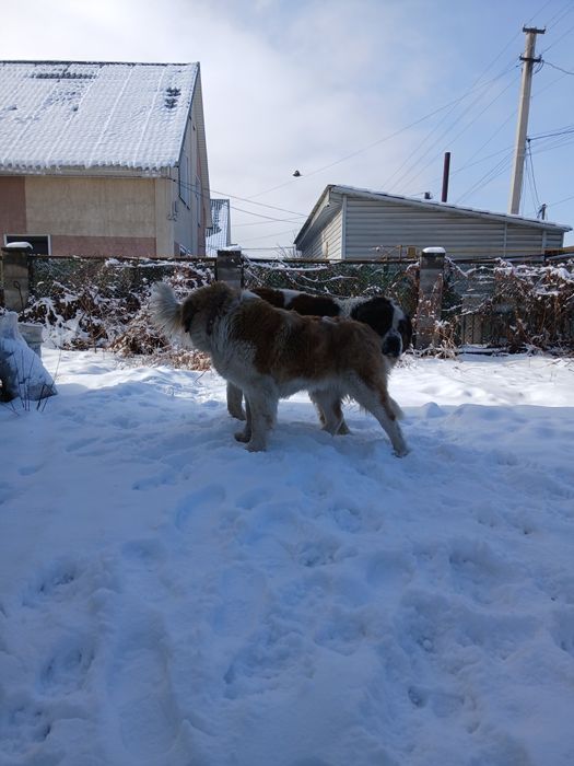 Отдам в хорошие руки