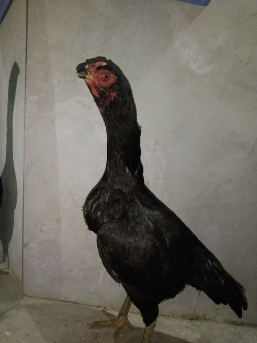 Dakan tovuq sotiladi