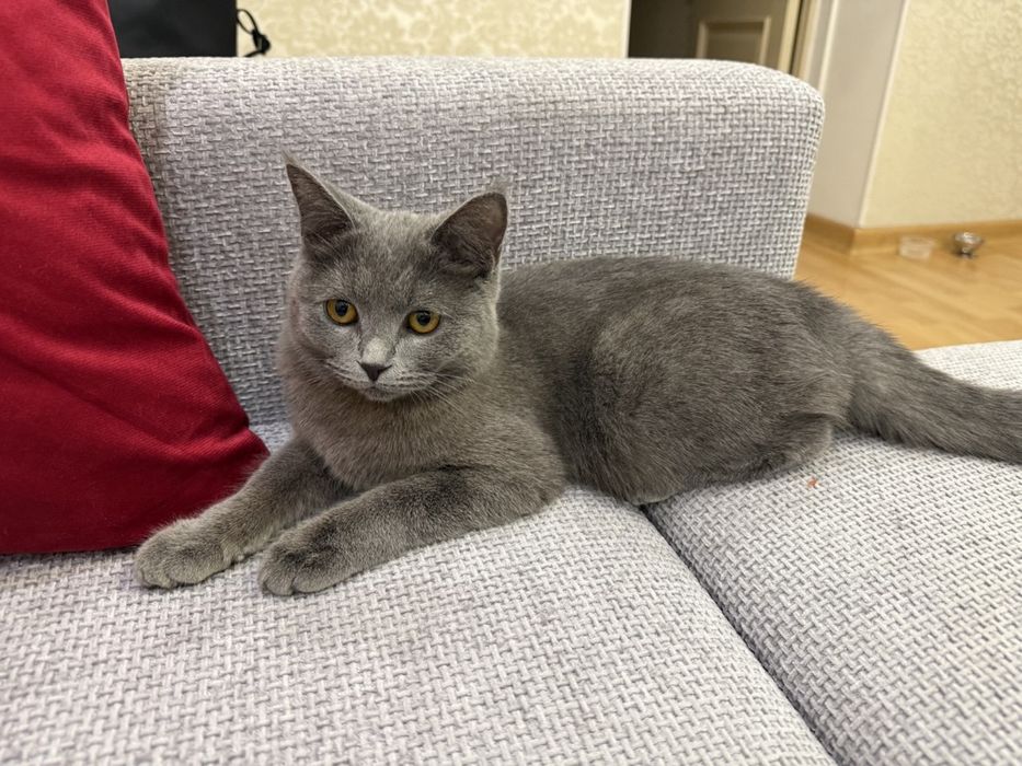 Кошечка в добрые руки