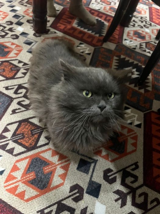 Отдам кота в хорошие руки