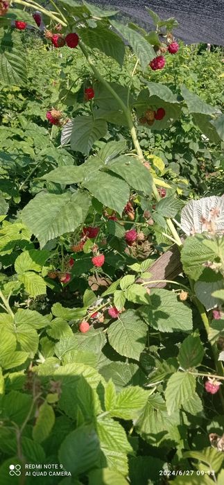 Malina ko'chatlar sotiladi