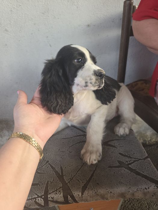 Продаются щенки спаниеля от рабочих собак