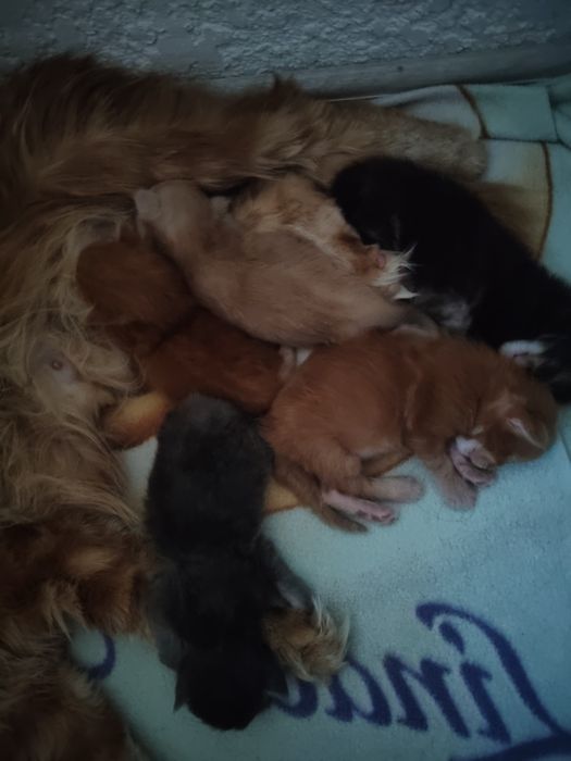 Продам котята бронь