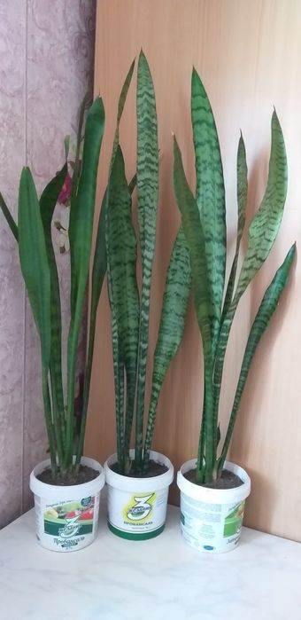 Сансевьера большой цветок