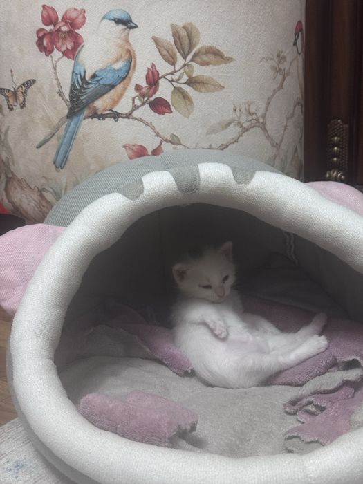Подарю котенка ,девочка