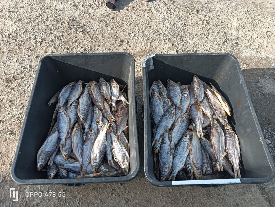 Сушеная рыба. Рыбец