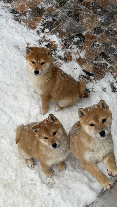 Shiba inu toy de vanzare