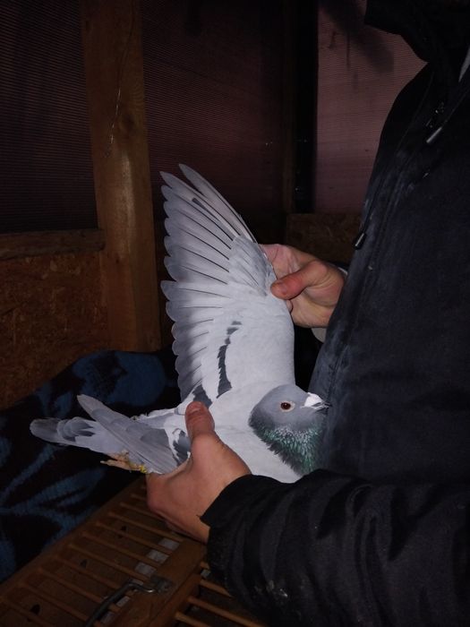 Vând porumbei voiajori