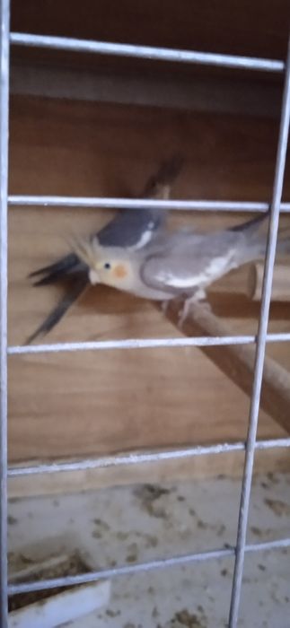 Продам попугаев птенцов