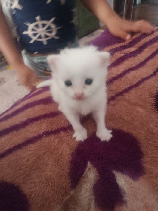 Котенок породистый