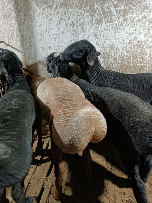 Кой  койлар баран сотилади