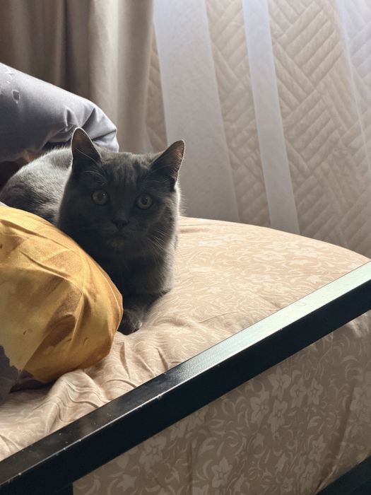 Отдам кошку срочно , срочно !